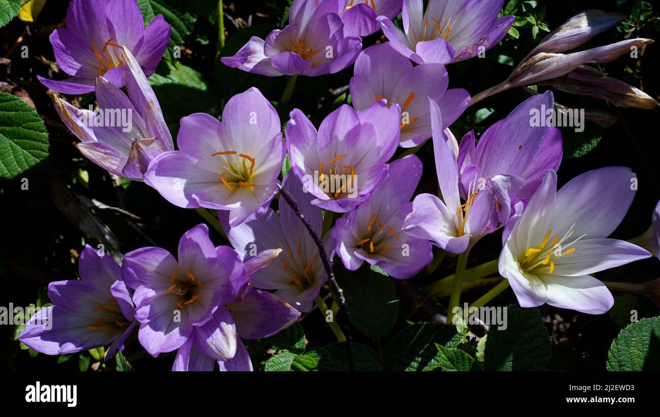 A bouquet of purple flowers Colchicum autumnale close up, top view of Colchicum autumnale Stock Photo