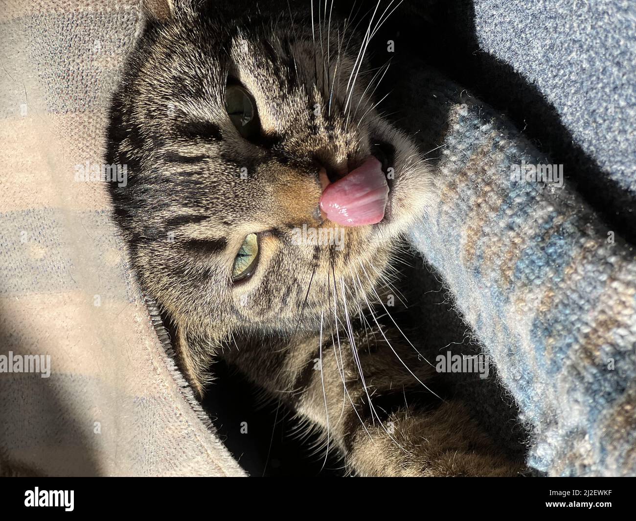 A vertical closeup of a gray striped cat lying under the blanket