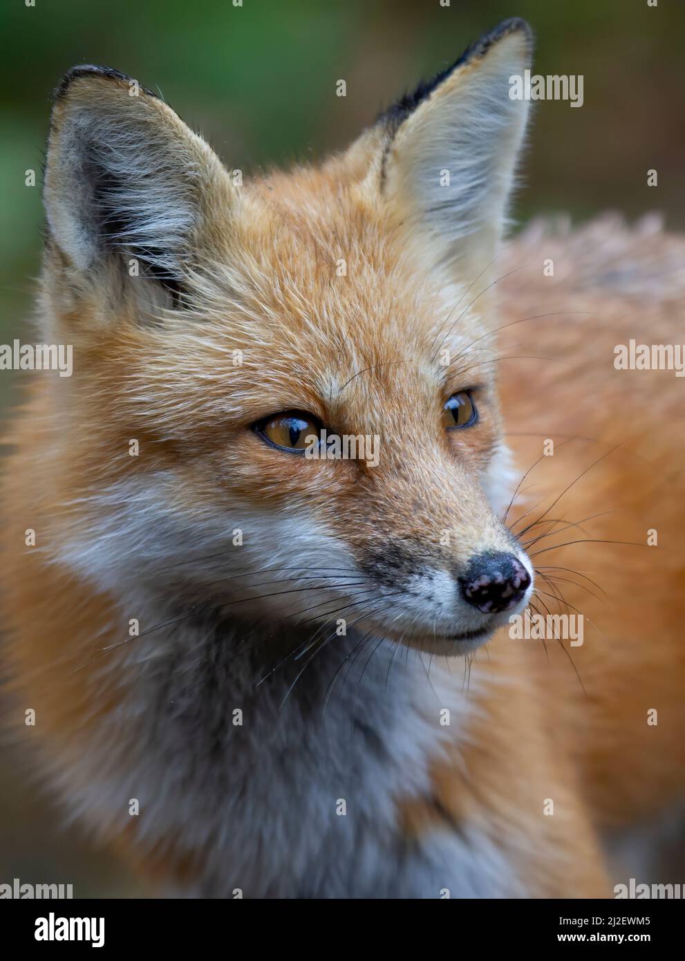 Closeup of a wild red fox (vulpes vulpes) in Algonquin Park, Canada ...