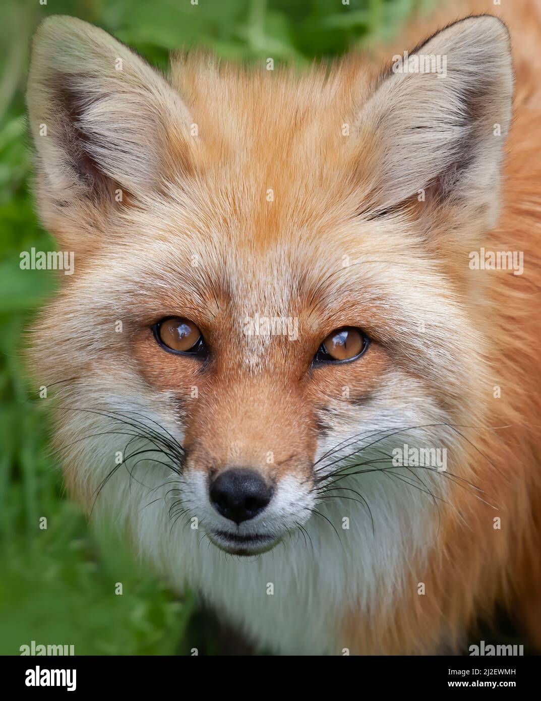 Closeup of a wild red fox (vulpes vulpes) in Algonquin Park, Canada ...