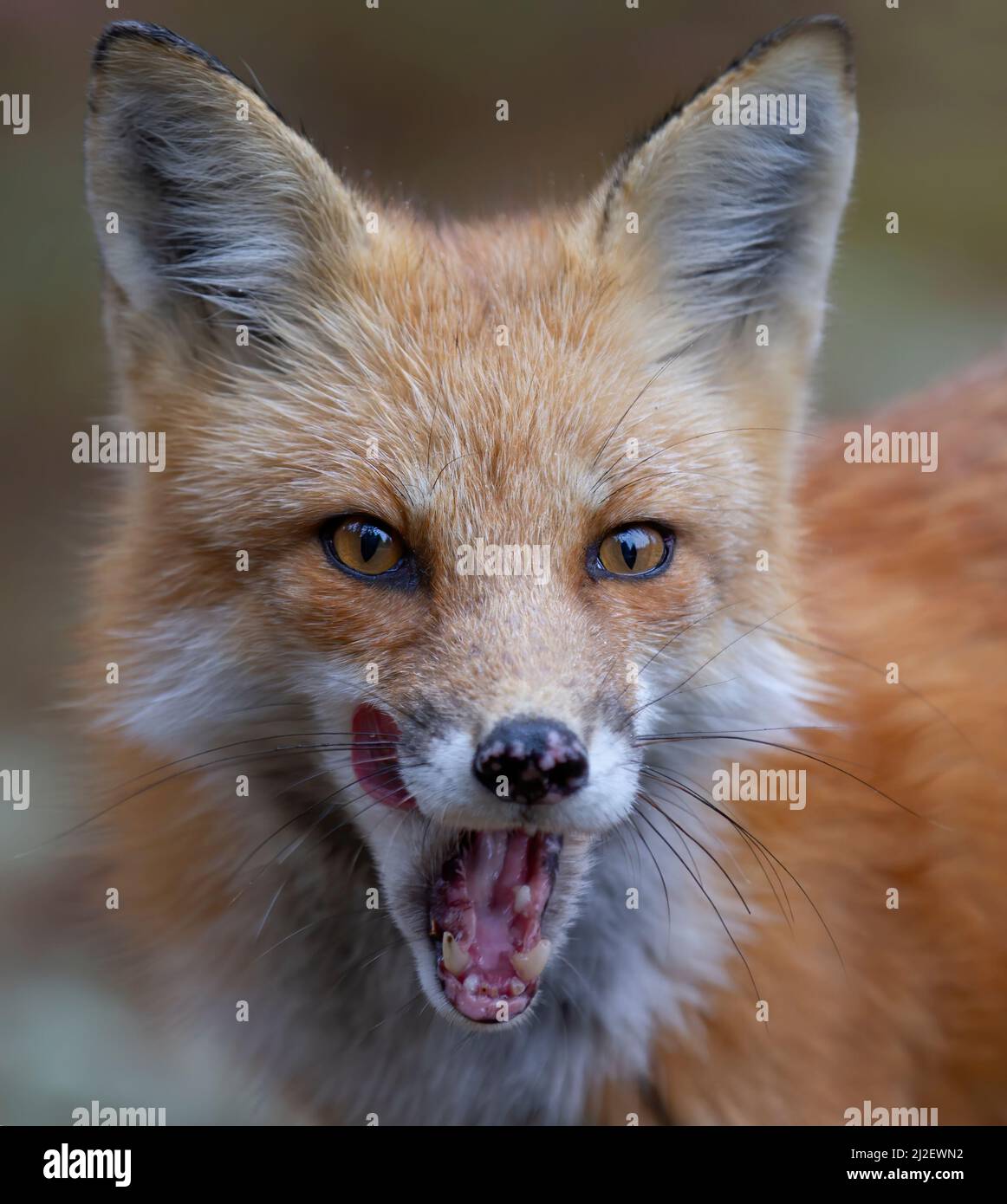 Closeup of a wild red fox (vulpes vulpes) in Algonquin Park, Canada ...