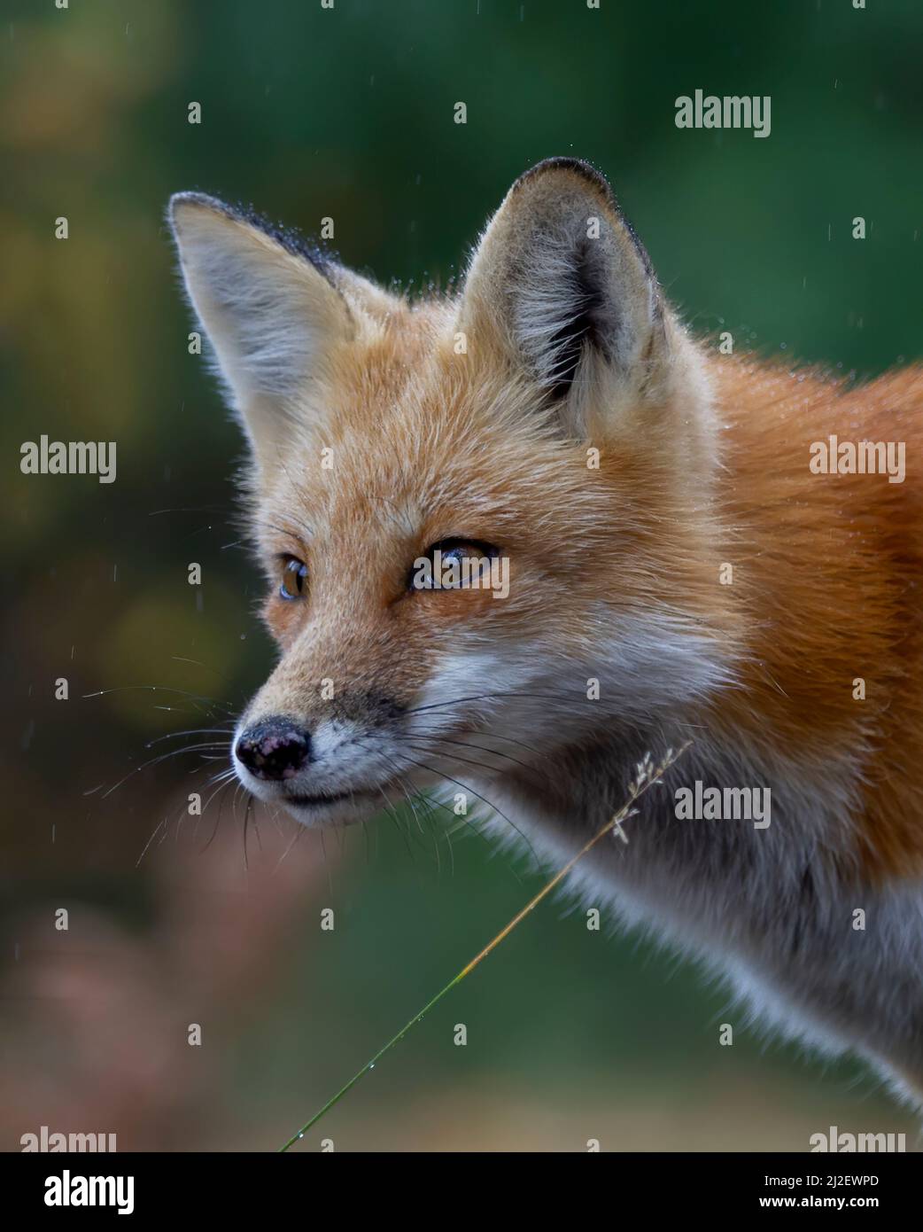 Closeup of a wild red fox (vulpes vulpes) in Algonquin Park, Canada ...