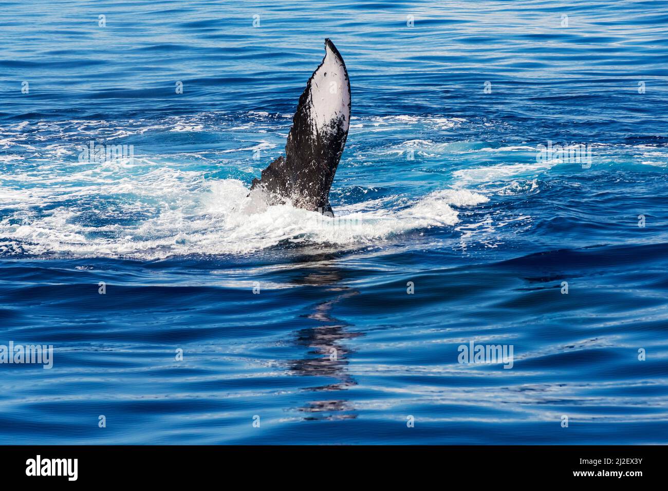 pectoral fin of humpback whale or megaptera novaeangliae above water in pacific ocean Stock Photo
