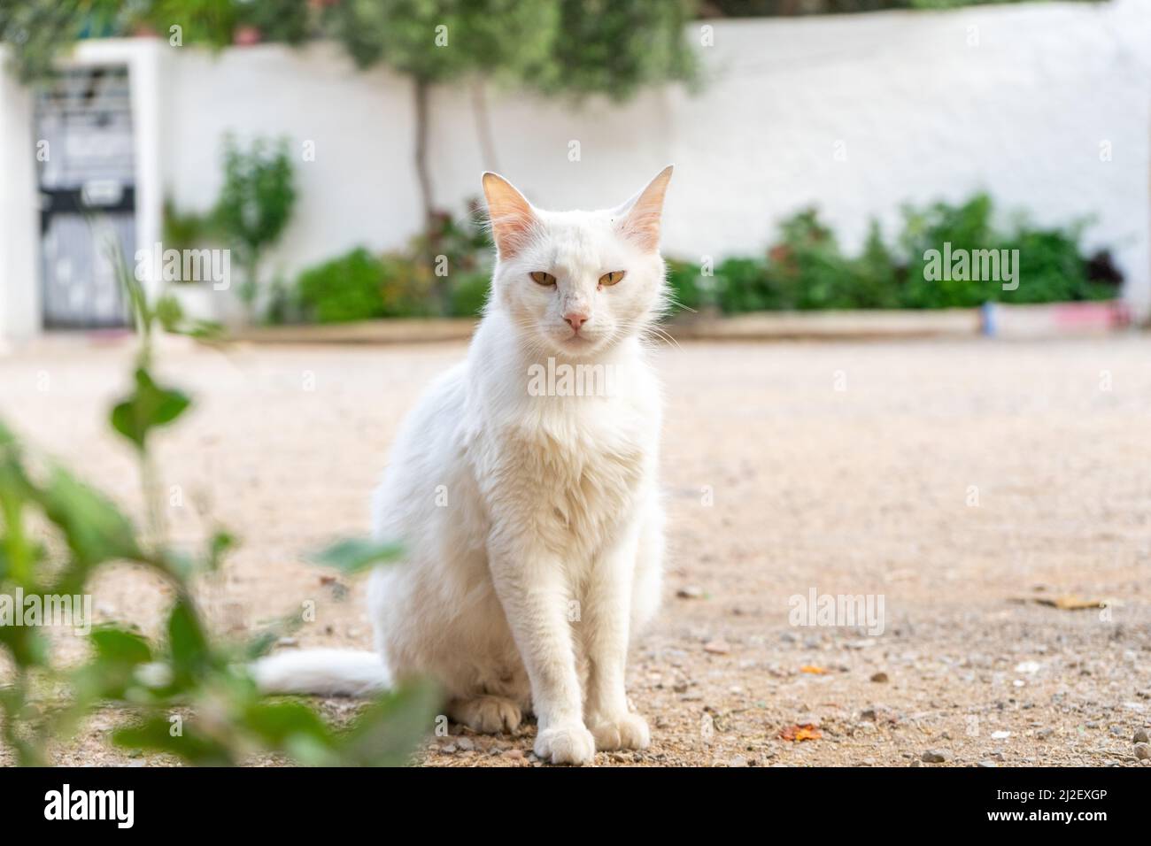 A closeup shot of a beautiful white cat in the street Stock Photo - Alamy