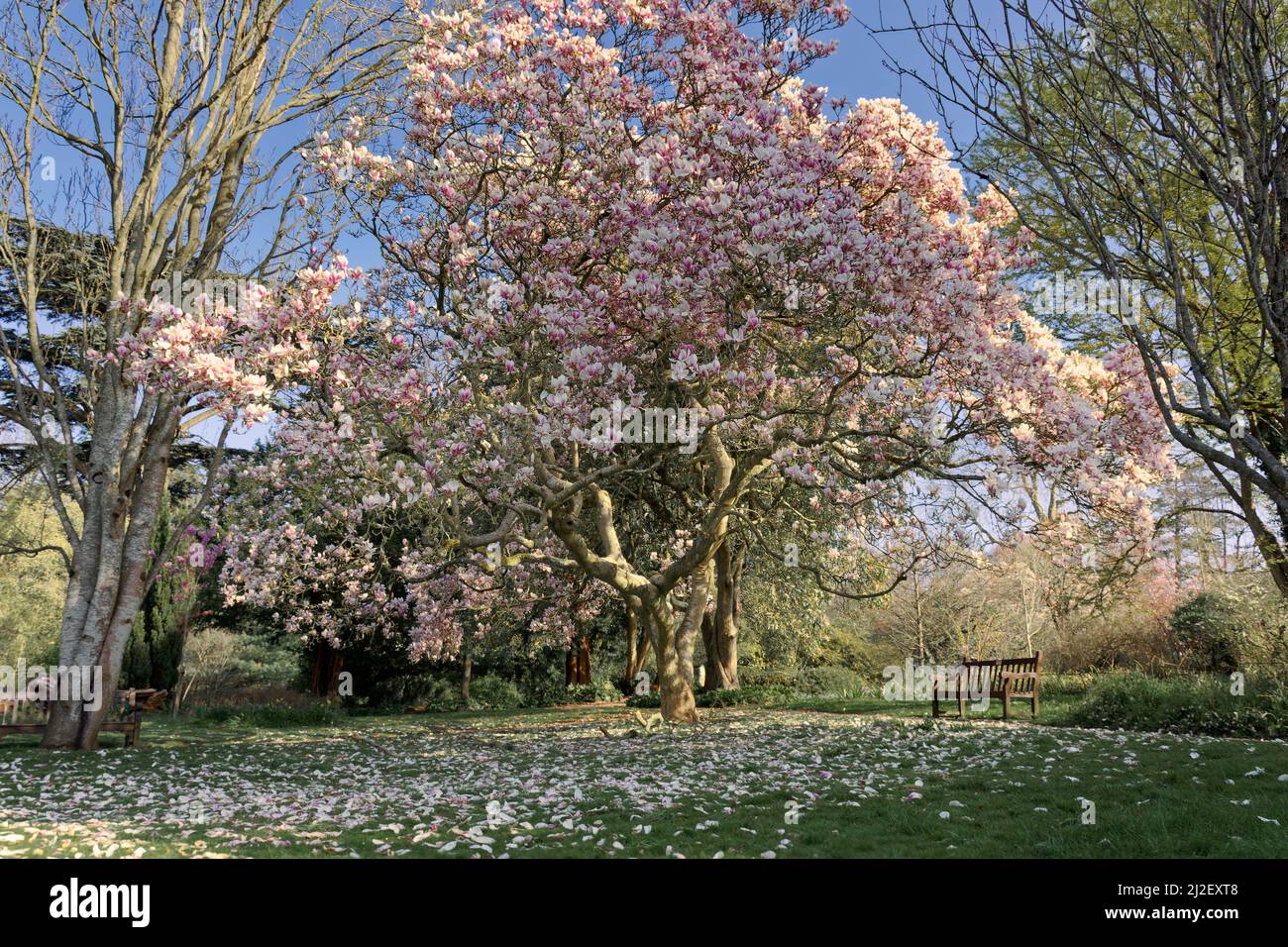 Spring in Bath Stock Photo - Alamy