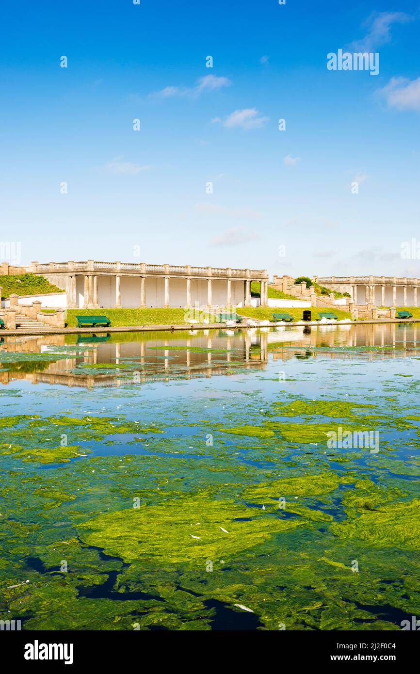 Thick green algae or pond weed covers large areas of an ornamental lake in the Knap Gardens, Barry, on a bright sunny morning. Stock Photo