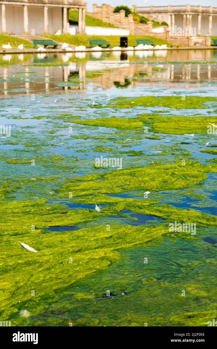 Thick green algae or pond weed covers large areas of an ornamental lake in the Knap Gardens, Barry, on a bright sunny morning. Stock Photo