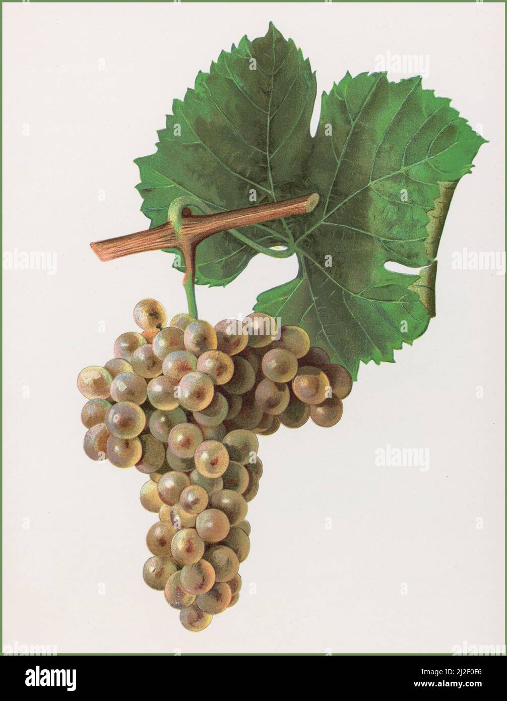 VIOGNIER GRAPES Vintage 1900s Lithograph illustration of a bunch of Viognier grapes. Viognier is a white wine grape variety. It is the only permitted grape for the French wine Condrieu in the Rhône Valley. Outside of the Rhône, Viognier can be found in regions of North and South America as well as Australia, New Zealand, the Cape Winelands in South Africa and Israel. Stock Photo