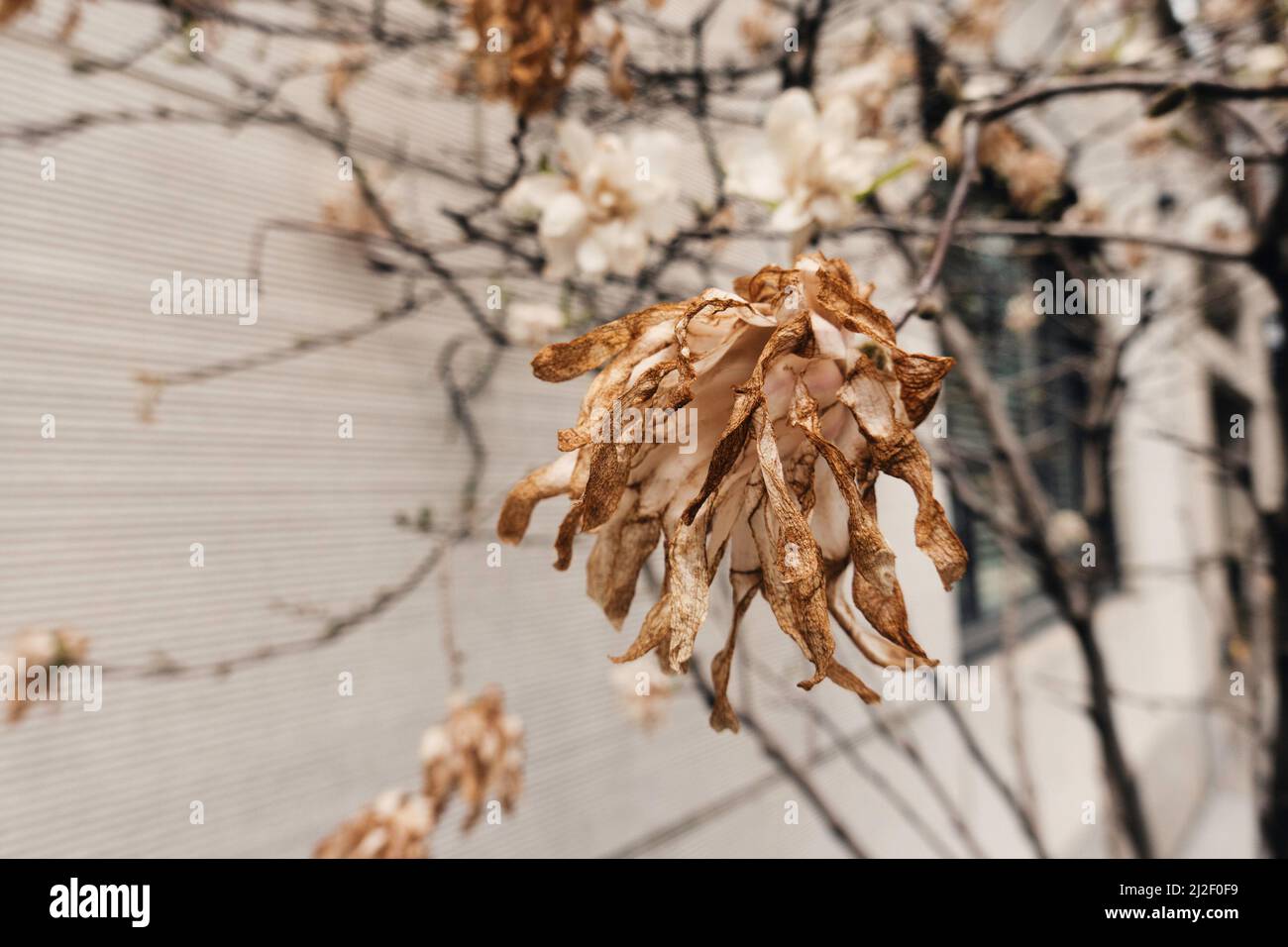 A cold snap in New York City damaged blossoming trees, March 2022, United States Stock Photo