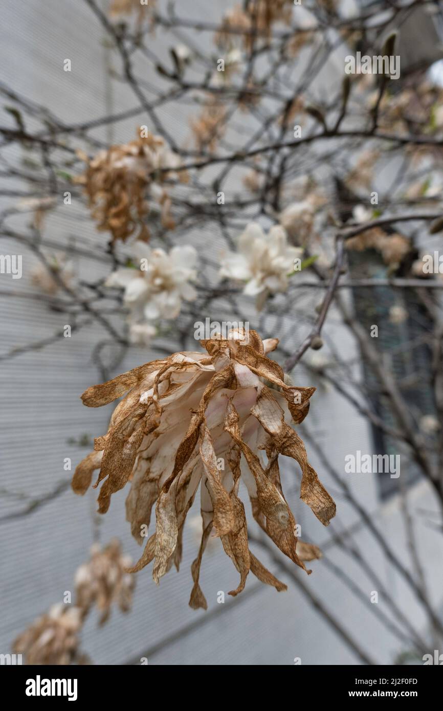 A cold snap in New York City damaged blossoming trees, March 2022, United States Stock Photo