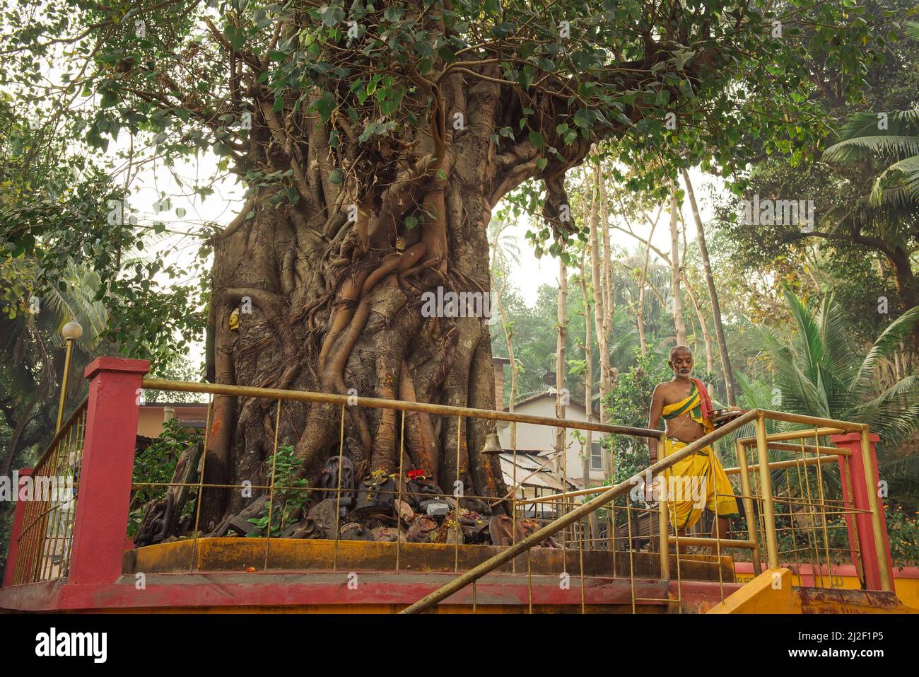Gokarna, India - February 20, 2016: Holy banyan tree with snakes statuettes near Sri Naageshwara Temple. Man after religion ritual, Karnataka state Stock Photo
