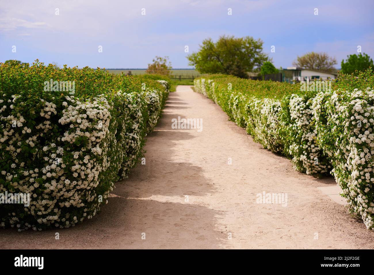 white shrubbery with path between shrubs with white flowers in spring