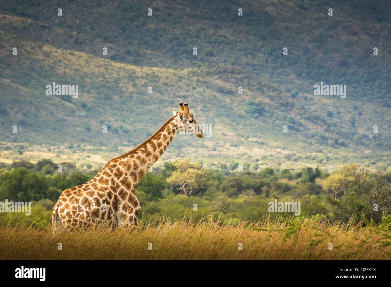 Giraffe walking in the wild in South Africa at sunset. Stock Photo