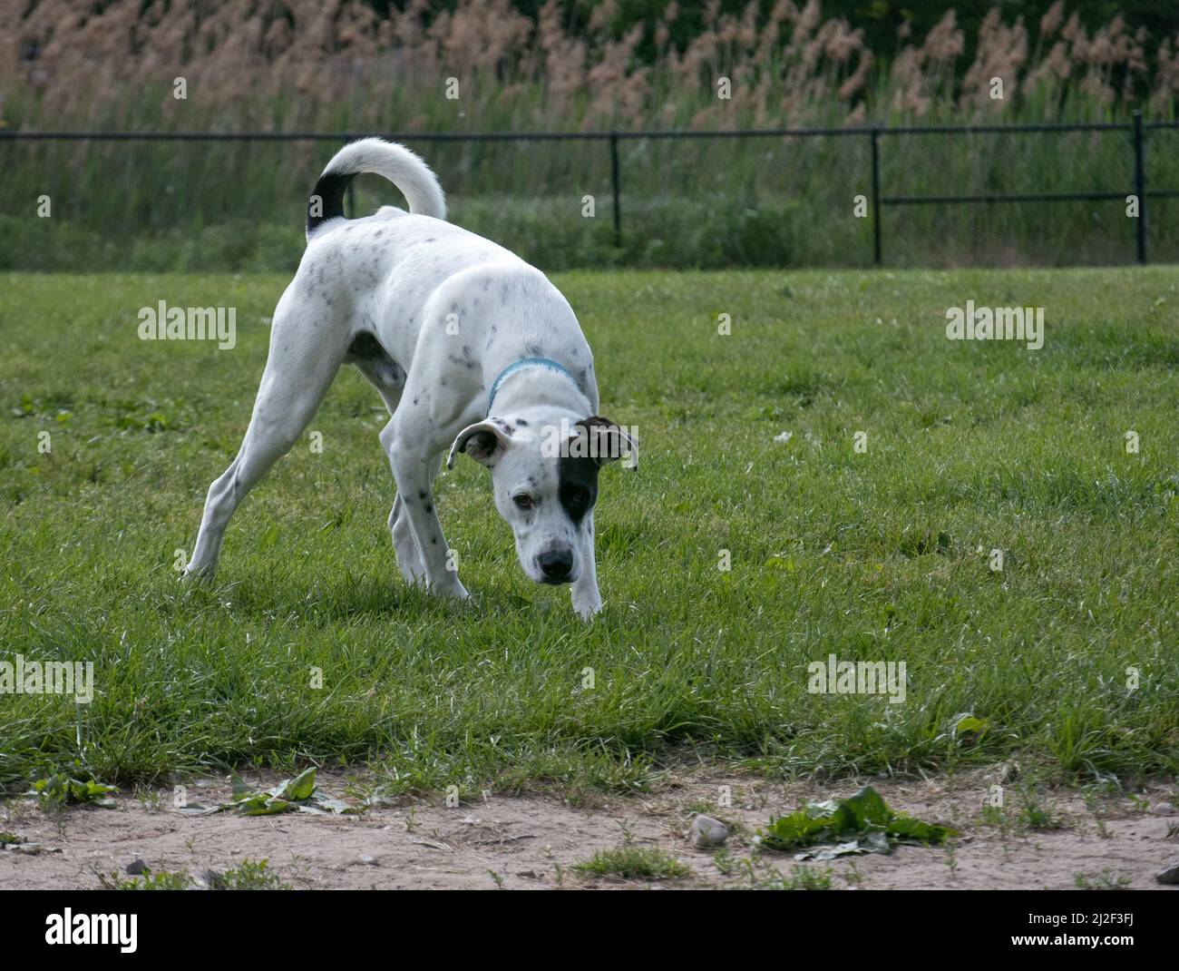 Dog with their head down at the dog park Stock Photo Alamy