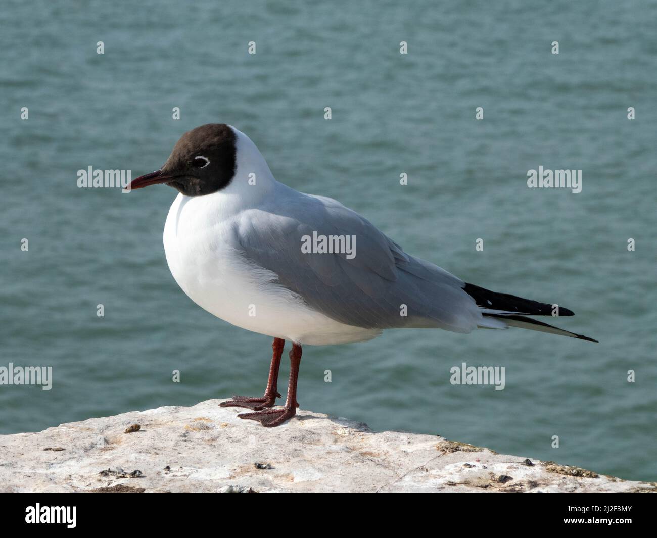 black headed gull perched on a stone post in the sea Stock Photo