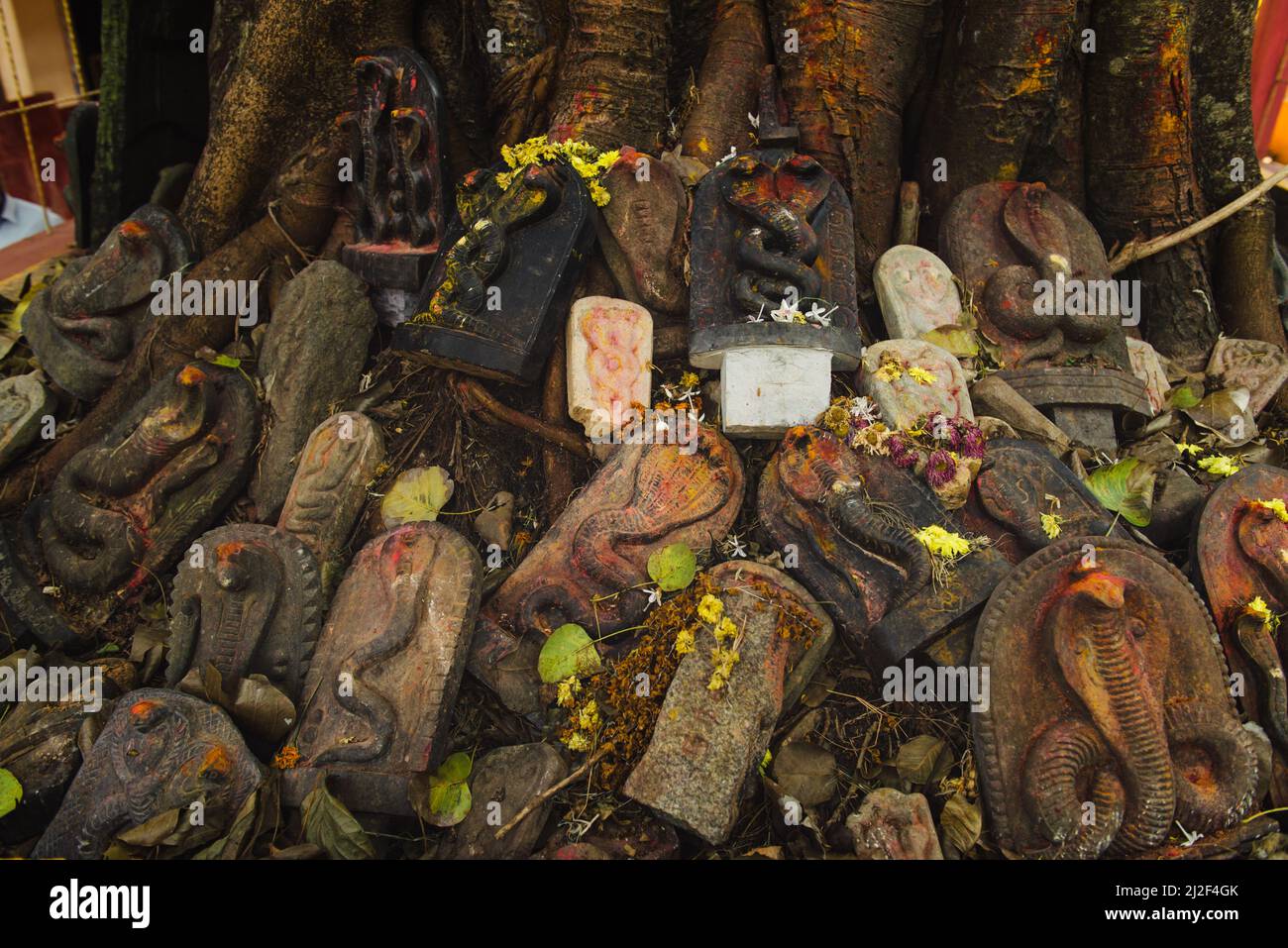 Gokarna, India - February 19, 2016: Holy banyan tree with snakes statuettes near Sri Naageshwara Temple, Karnataka state Stock Photo