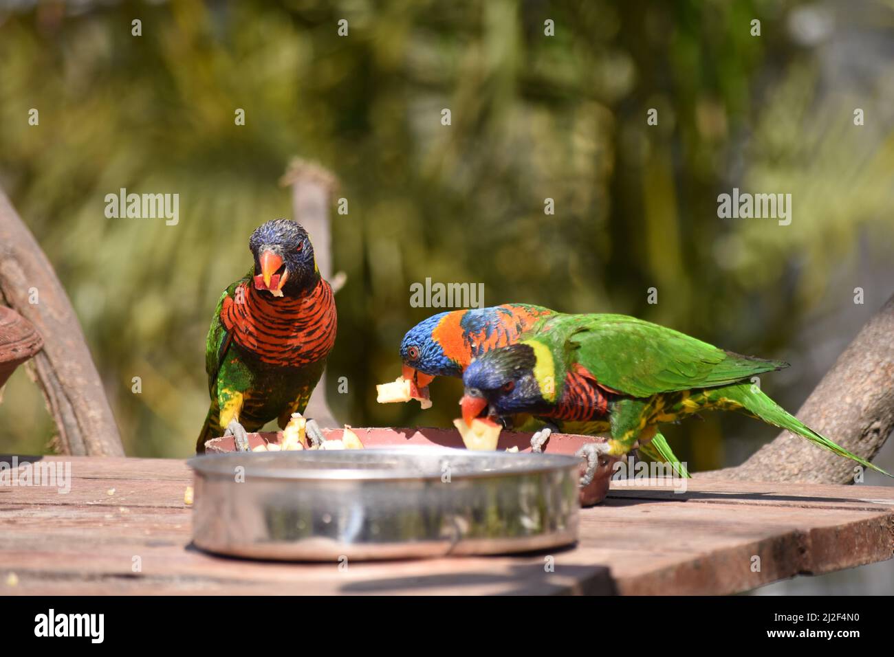 Three rainbow lorikeets eating small pieces of apple at the Chandigarh Bird Park. Stock Photo