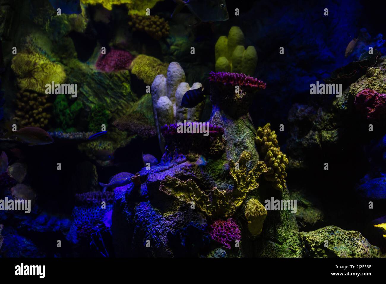 A marine aquarium with fishes and corals Stock Photo
