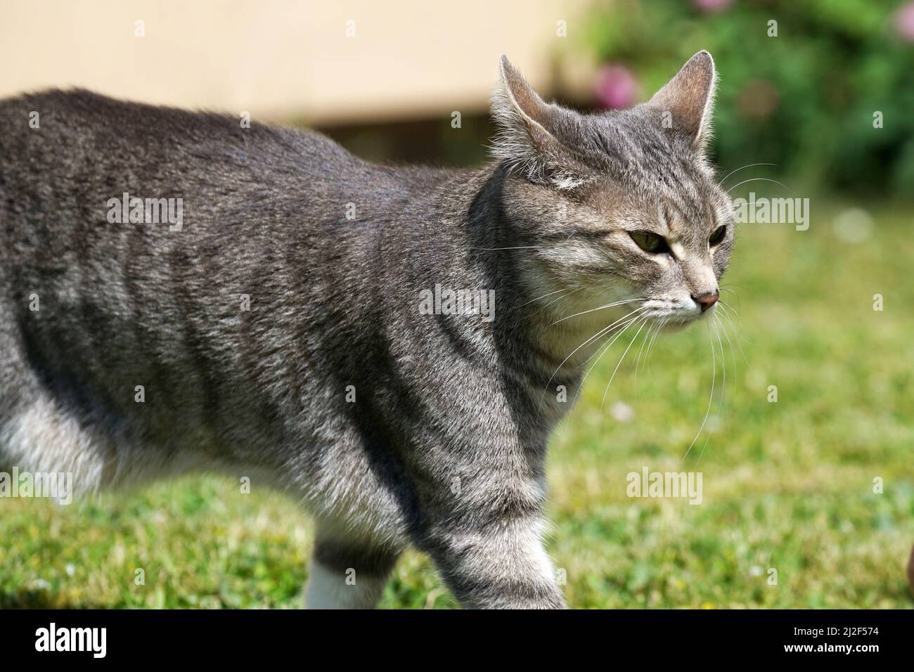The close-up shot of a cute cat walking in a yard Stock Photo - Alamy