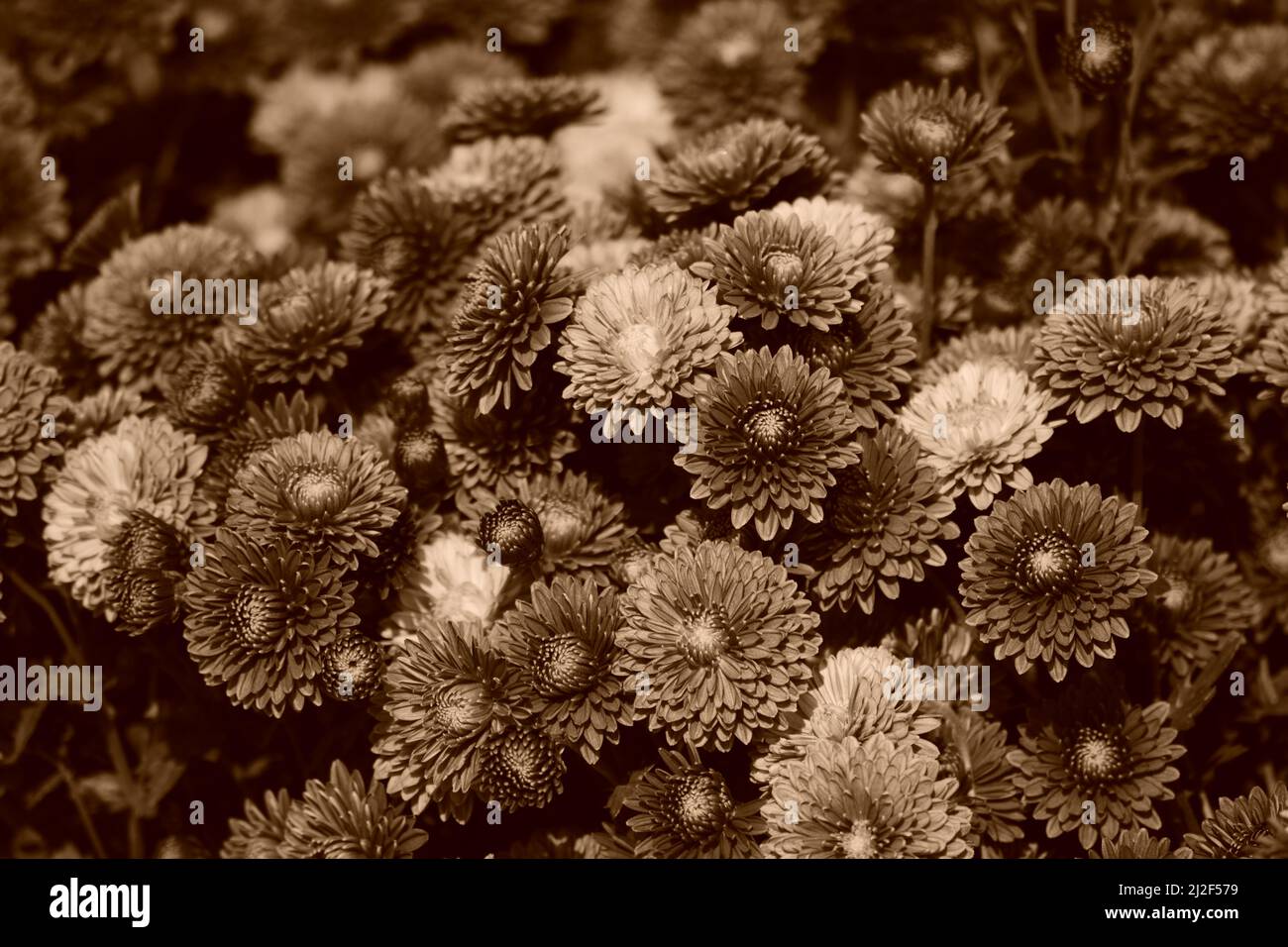 Brown chrysanthemum flowers hires stock photography and images Alamy