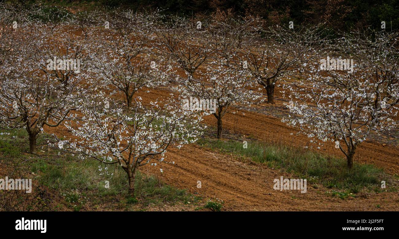 cherry trees in blossom in provence france with a beautiful contrast of