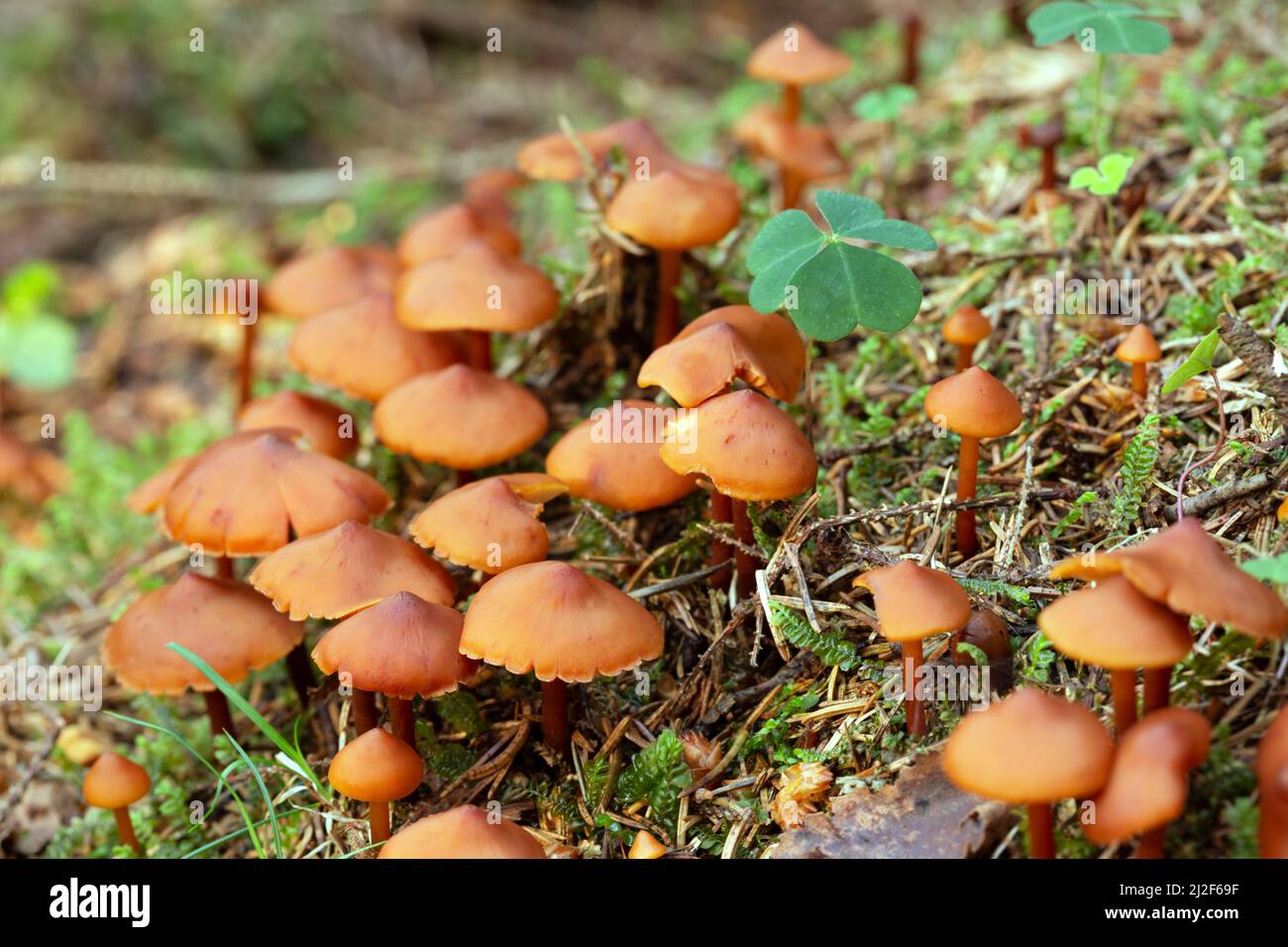 Many mushrooms growing in natural environment Stock Photo Alamy