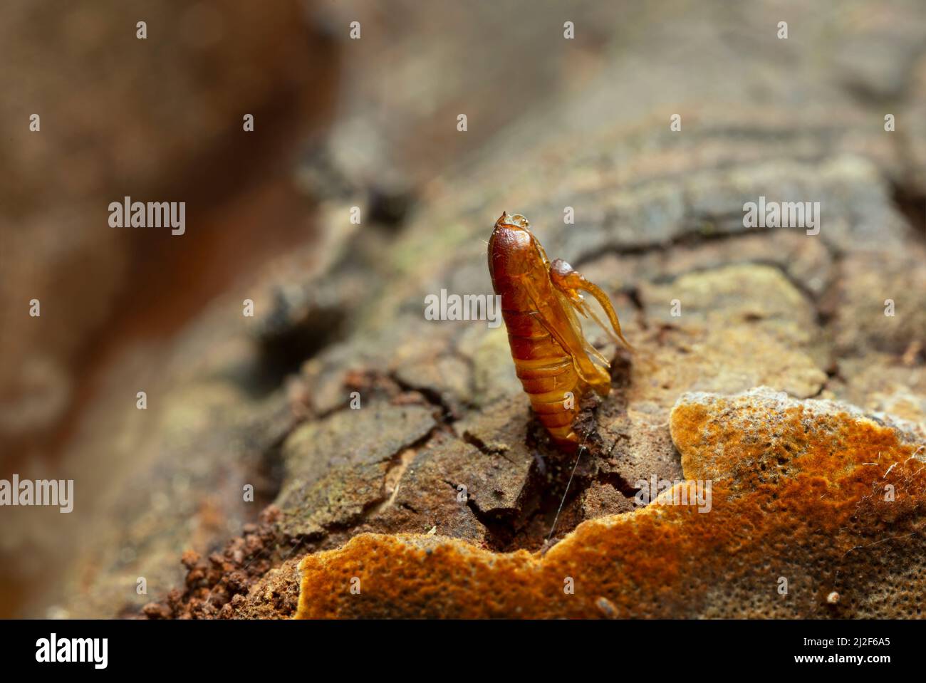 Moth pupa in polypore after the insect emerged Stock Photo