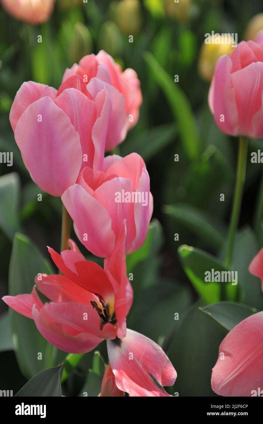 Pink Triumph tulips (Tulipa) Apricona flower in a garden in March Stock