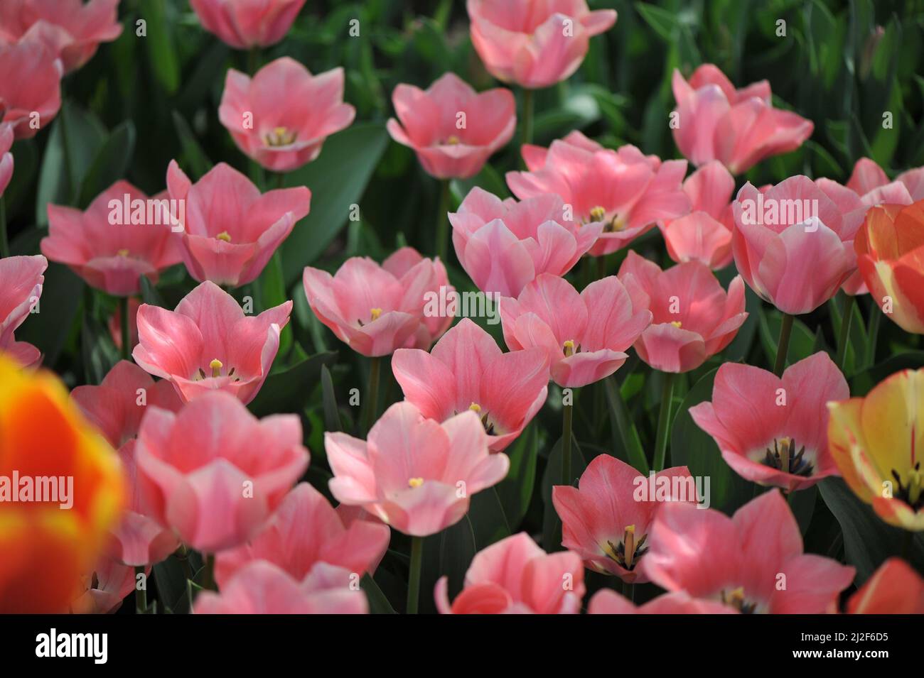 Pink Triumph tulips (Tulipa) Apricona flower in a garden in March Stock