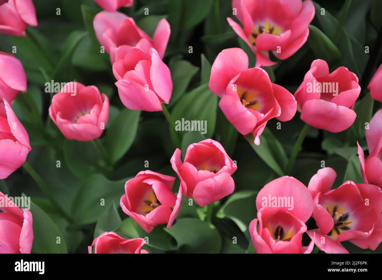 Pink Darwin Hybrid Tulips (Tulipa) Big Love Bloom In A Garden In March ...