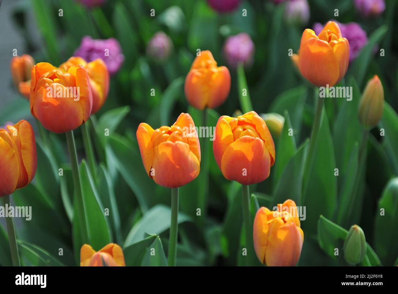 Orange Triumph tulips (Tulipa) Bronze Perfection bloom in a garden in March Stock Photo