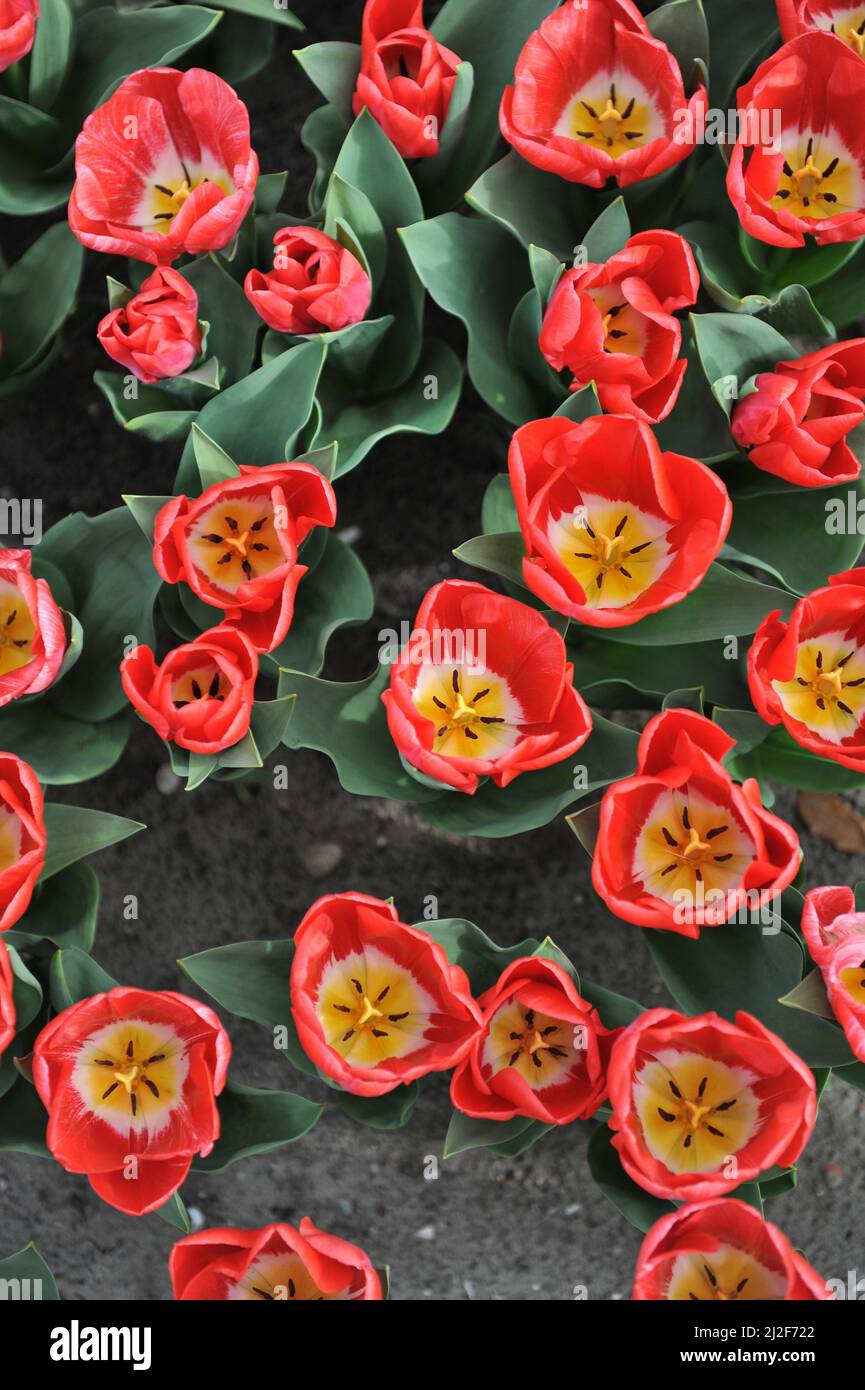 Red Triumph tulips (Tulipa) Calgary Red bloom in a garden in March Stock Photo