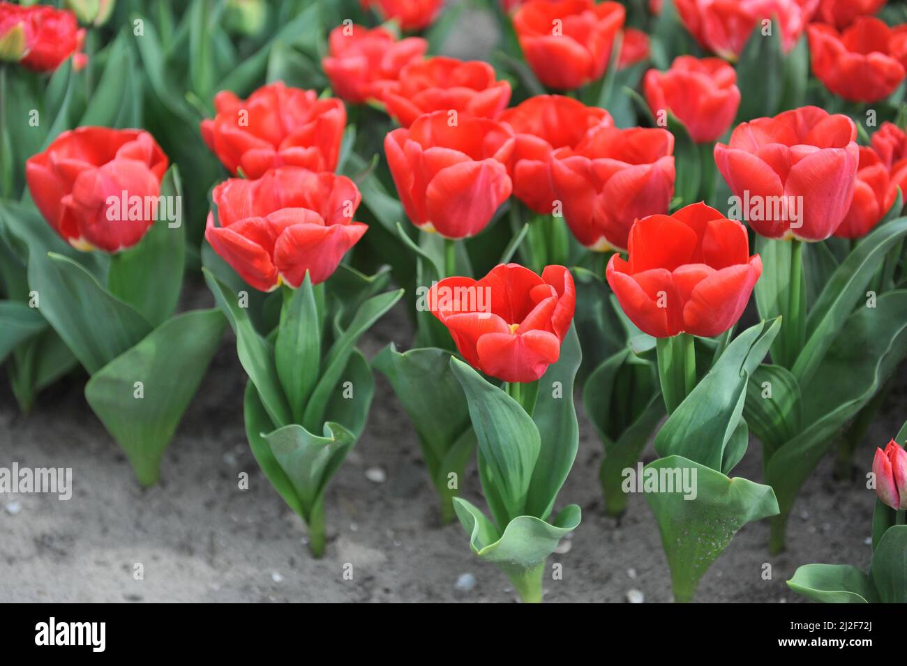Red Triumph tulips (Tulipa) Calgary Red bloom in a garden in March Stock Photo