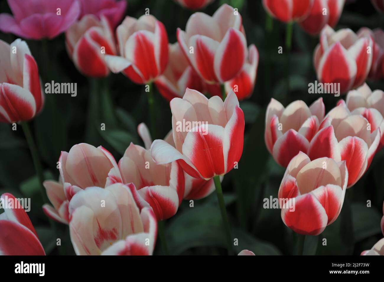 Red and white Darwin Hybrid tulips (Tulipa) Candy Apple Delight bloom in a garden in March Stock Photo