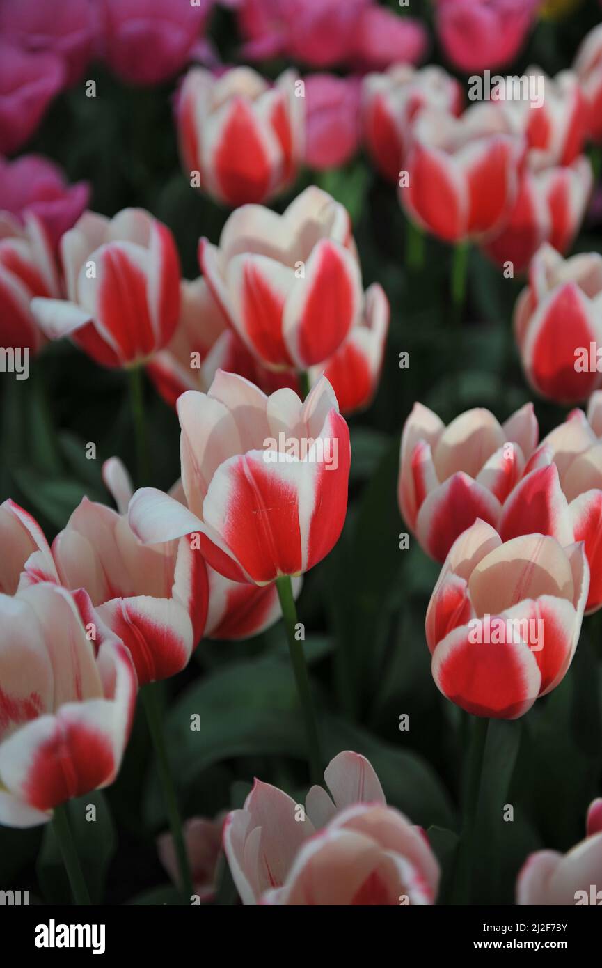 Red and white Darwin Hybrid tulips (Tulipa) Candy Apple Delight bloom in a garden in March Stock Photo