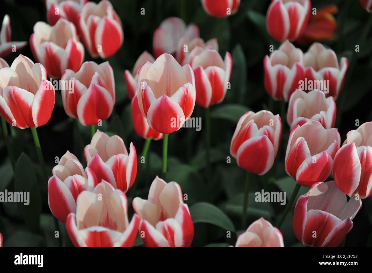 Red and white Darwin Hybrid tulips (Tulipa) Candy Apple Delight bloom in a garden in March Stock Photo