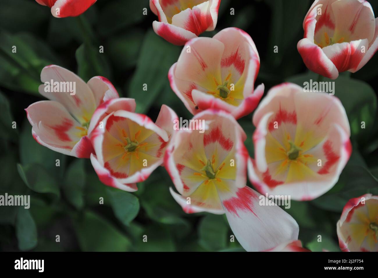 Red and white Darwin Hybrid tulips (Tulipa) Candy Apple Delight bloom in a garden in March Stock Photo