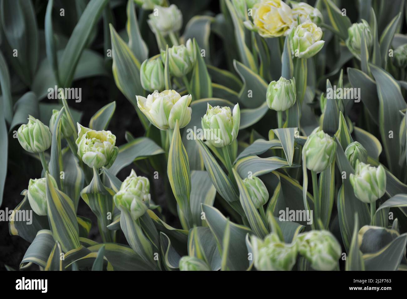 Creamy white peony-flowered Double Early tulips (Tulipa) Verona Design with variegated leaves bloom in a garden in March Stock Photo