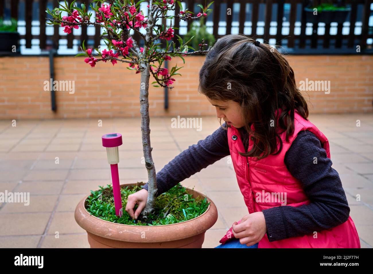 girl putting fertilizer for potted plants in early spring Stock Photo