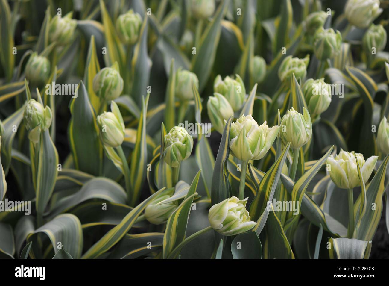 Creamy white peony-flowered Double Early tulips (Tulipa) Verona Design with variegated leaves bloom in a garden in March Stock Photo