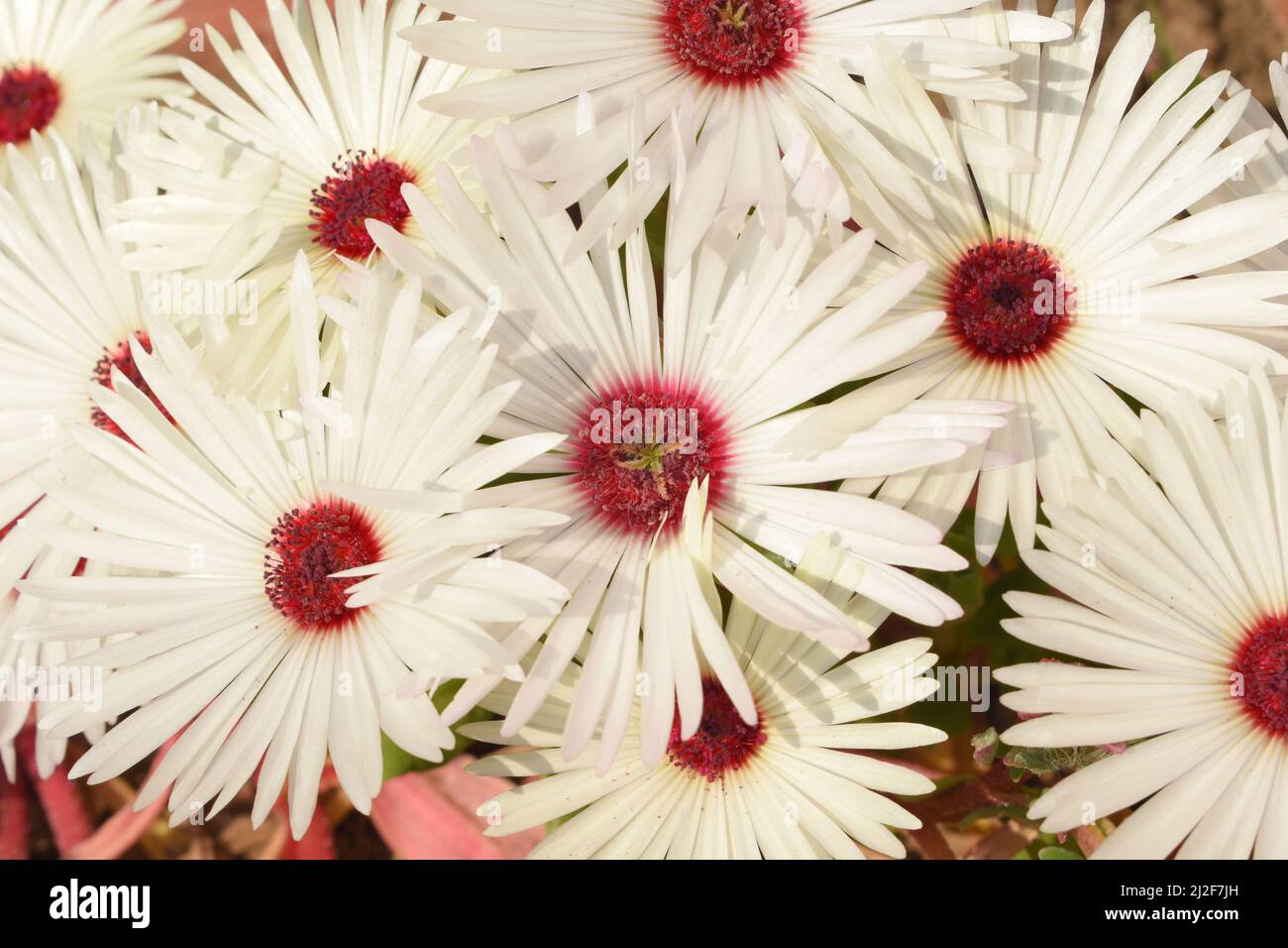 Close up of white Ice Plant flowers. Stock Photo