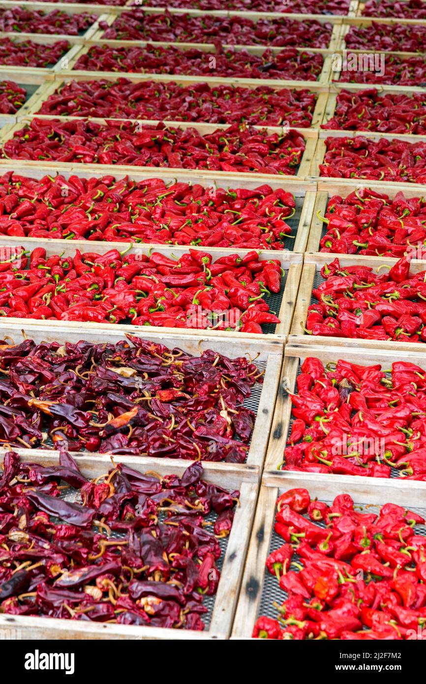 Drying Espelette peppers after harvest. PDO designation. Espelette