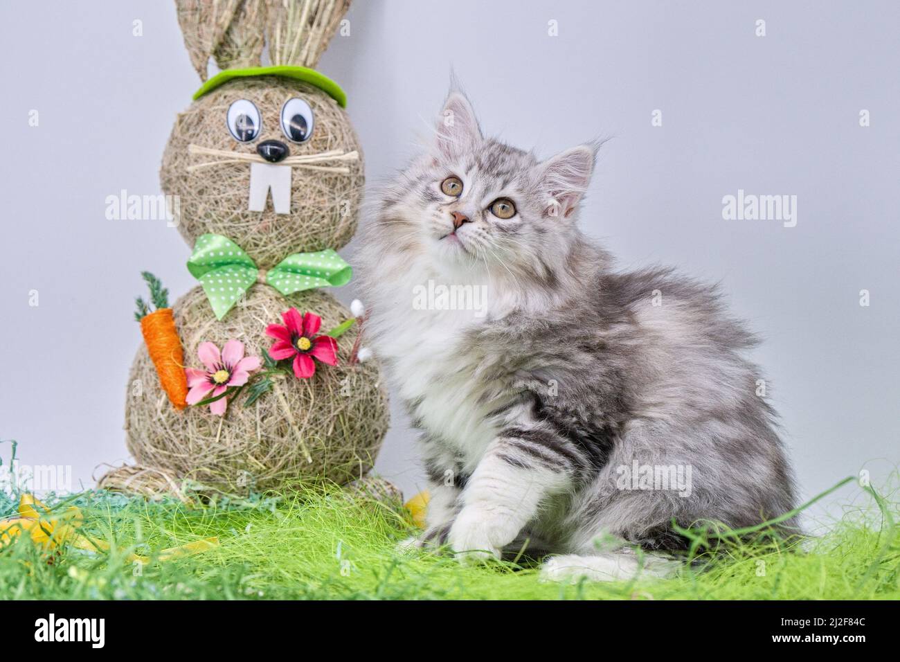 Siberian cat kitten and Easter decor Stock Photo