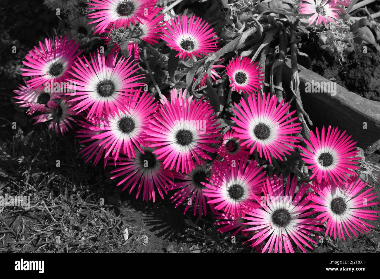 Pink hot ice plant stock flowers succulent alamy Hot pink ice plant