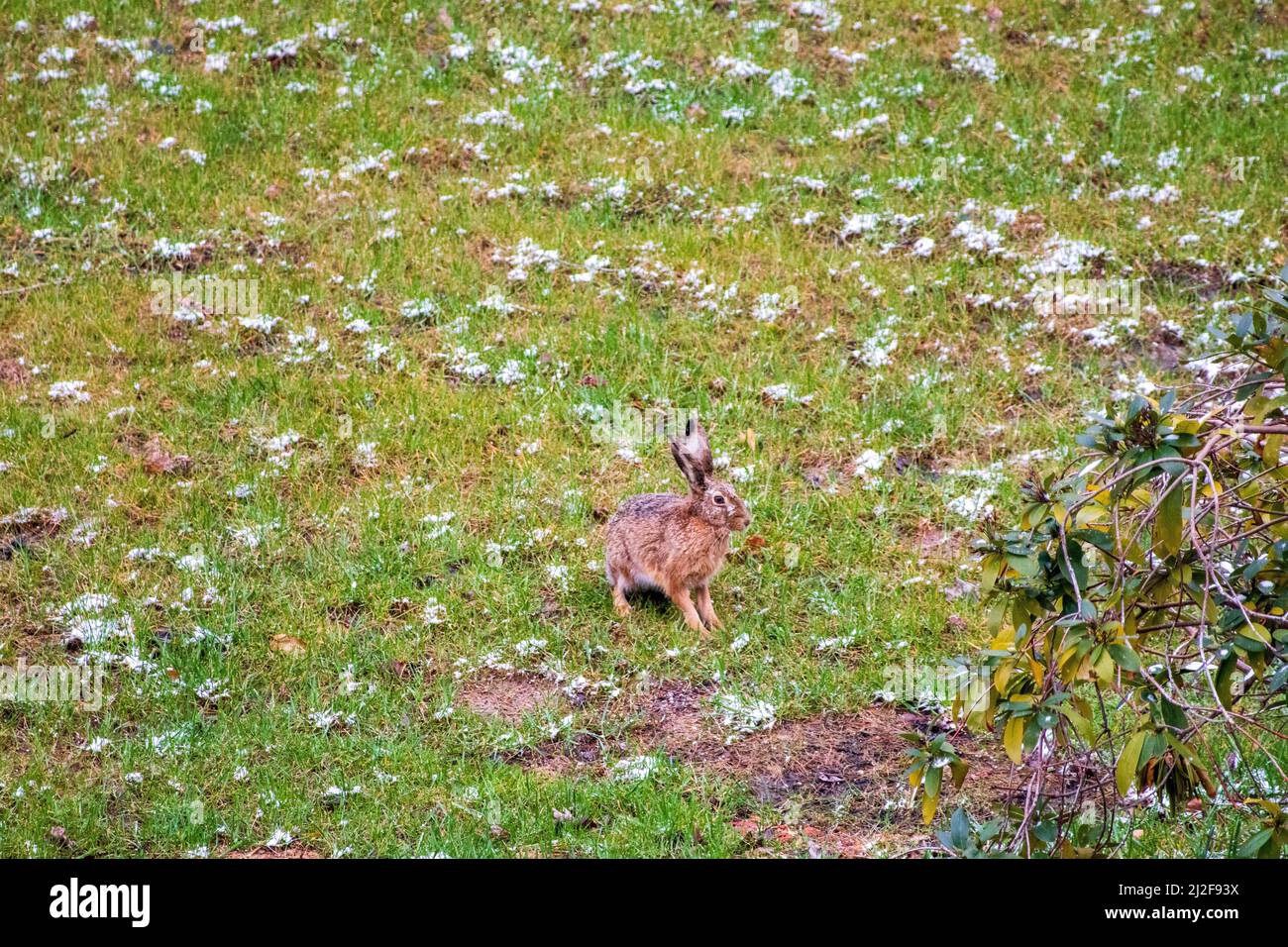 Hare on a meadow Spring Germany Stock Photo