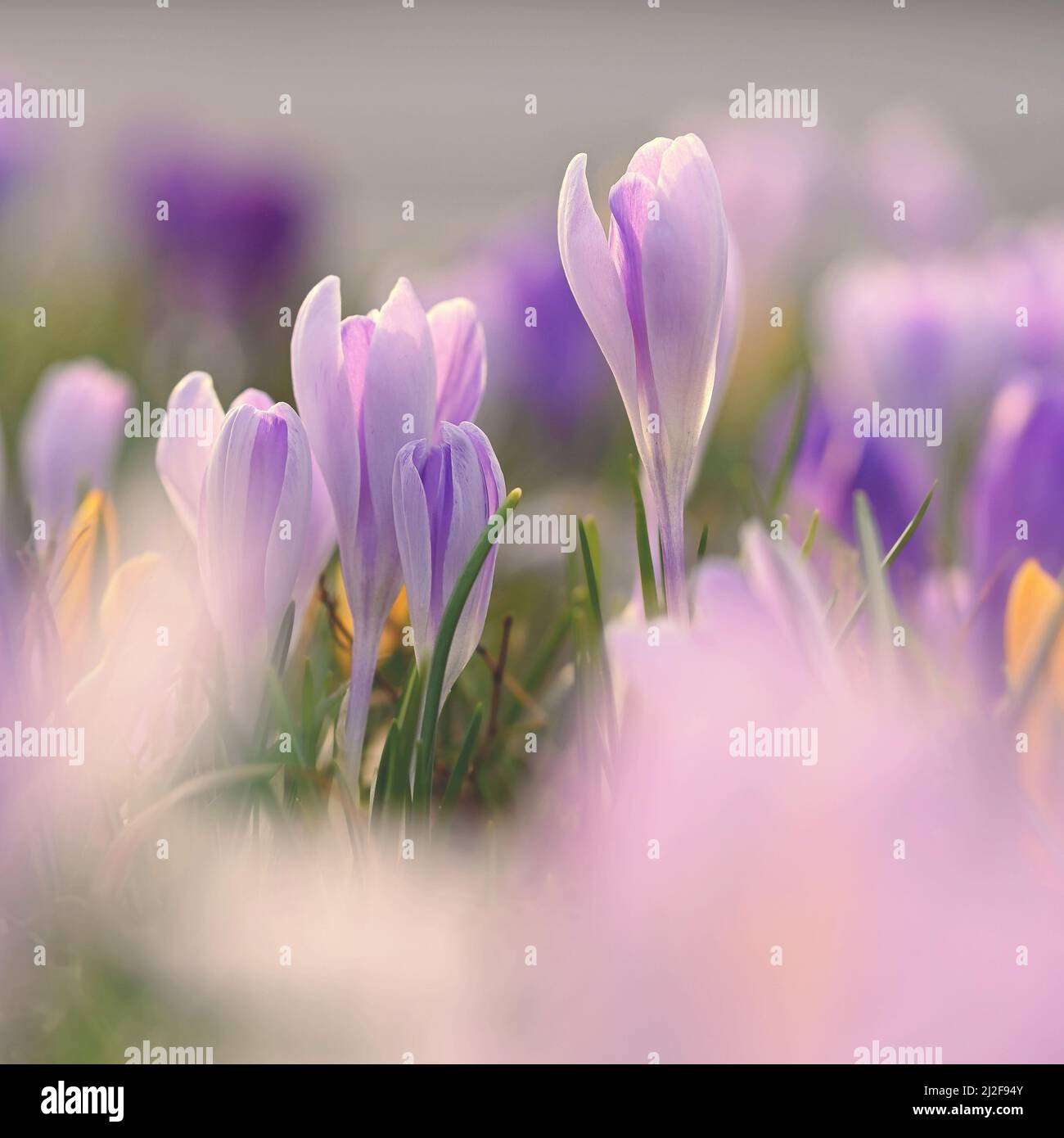 Spring background with flowers. Nature and delicate photo with details ...