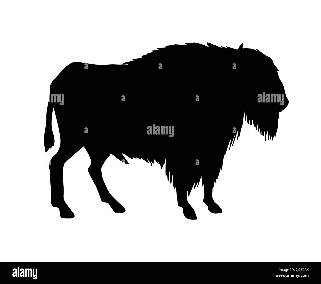 Vector black wild bison ox silhouette isolated on white background ...