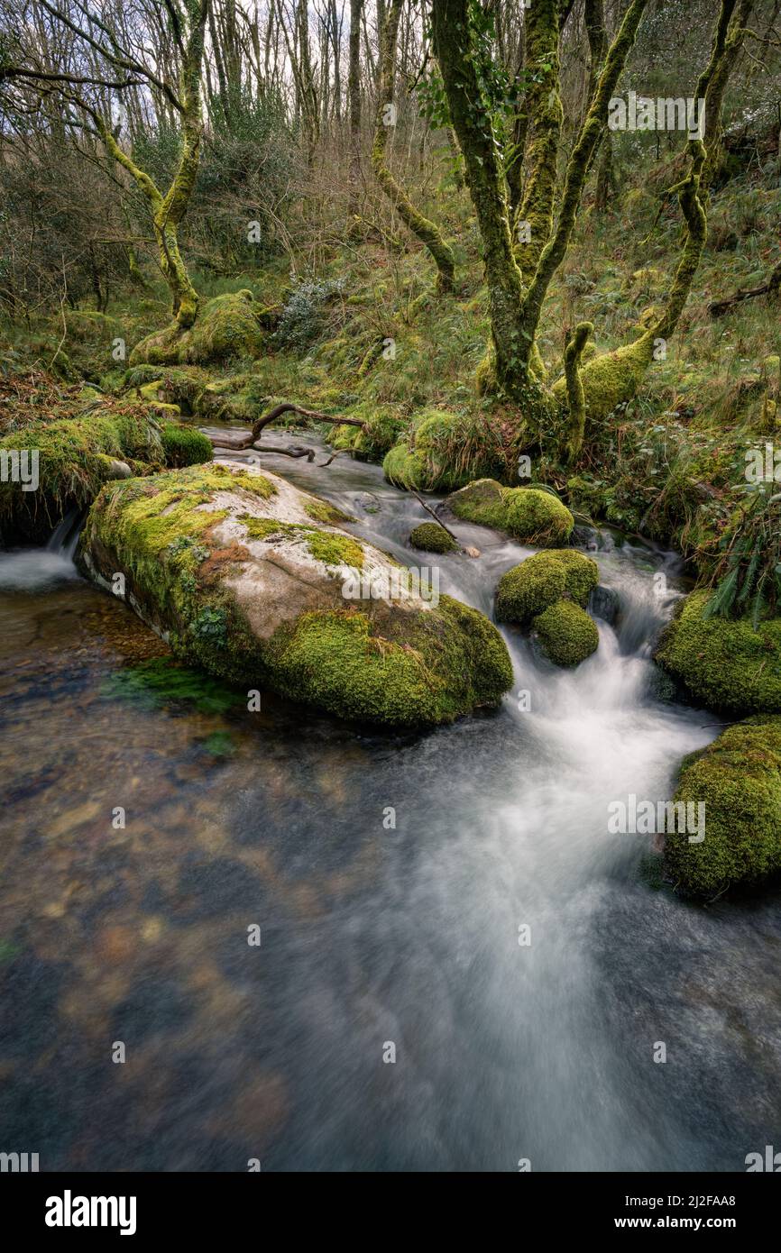 A stream runs through a forest between old mossy trees and large granite rocks in Muras Galicia Stock Photo