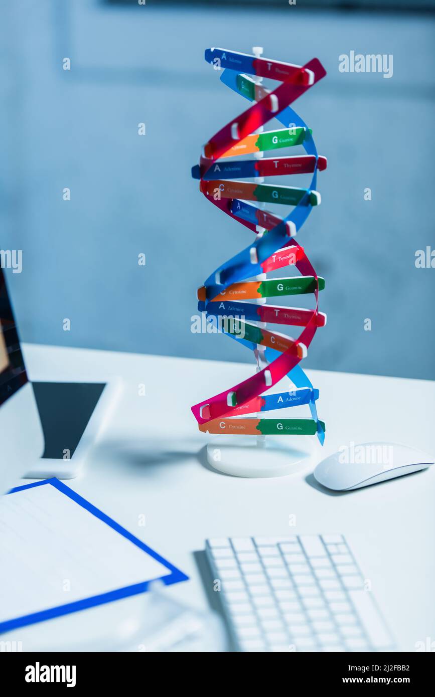 model of dna structure near computer mouse on desk in laboratory,stock ...
