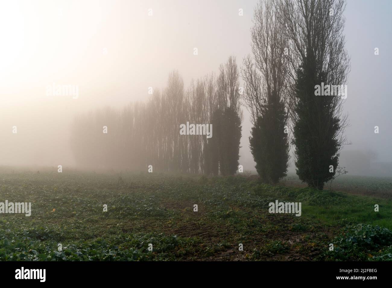 Atmospheric shot of a row of poplar trees receding into the mist on some farmland with crops in the foreground. Stock Photo